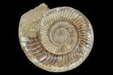 Jurassic Ammonite (Perisphinctes) Fossil - Madagascar #165999-1
